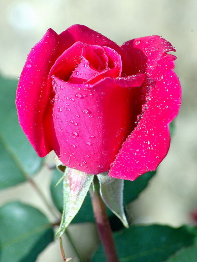 http://thunglunghoahong.com/Uploads/News/18022009/Love_Forever/202180325-hoa-gi-hoa-hong-roses.jpg