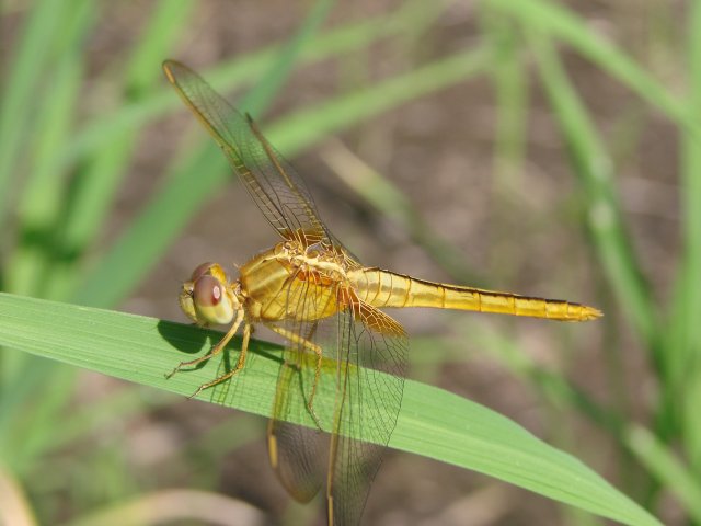 Chuyện tình chuồn chuồn